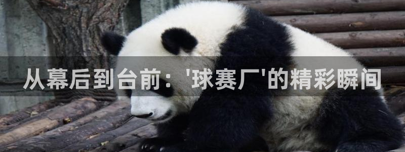 b体育全站app：从幕后到台前：\'球赛厂\'的精彩瞬间